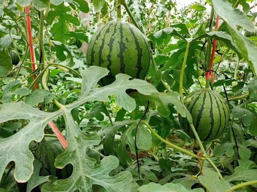 京鲜配 新鲜西瓜手撕小糖丸西瓜冰糖麒麟瓜脆甜多汁当季水果 1个