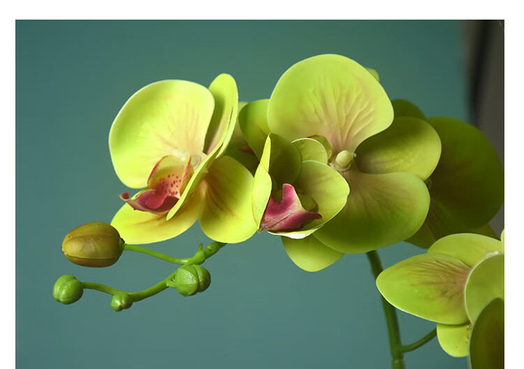 硕茹 轻奢高端蝴蝶兰仿真花高档兰花假花绿植盆栽客厅餐桌玄关电视柜