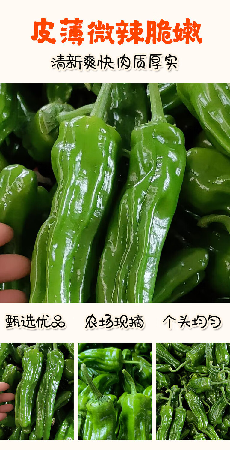 新鲜辣椒批发薄皮辣椒青辣椒新鲜薄皮青椒杭椒新鲜蔬菜辣椒批发 3斤