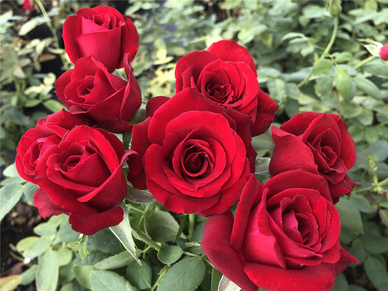 红玫瑰花苗 灌木切花月季卡罗拉带花苞大花浓香月季花苗卉观花绿植物
