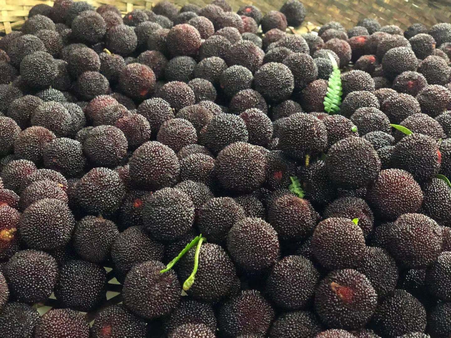 【京鲜速配】余姚慈溪梅老大荸荠种杨梅 真空保鲜现摘现发新鲜杨梅