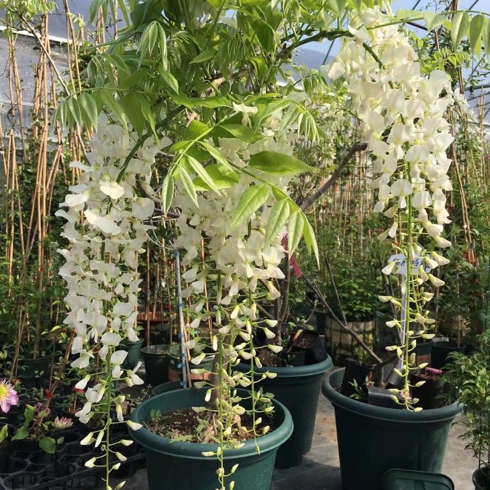 紫藤树苗 紫藤萝 紫腾花苗爬藤攀爬植物庭院爬墙四季藤蔓花卉阳台