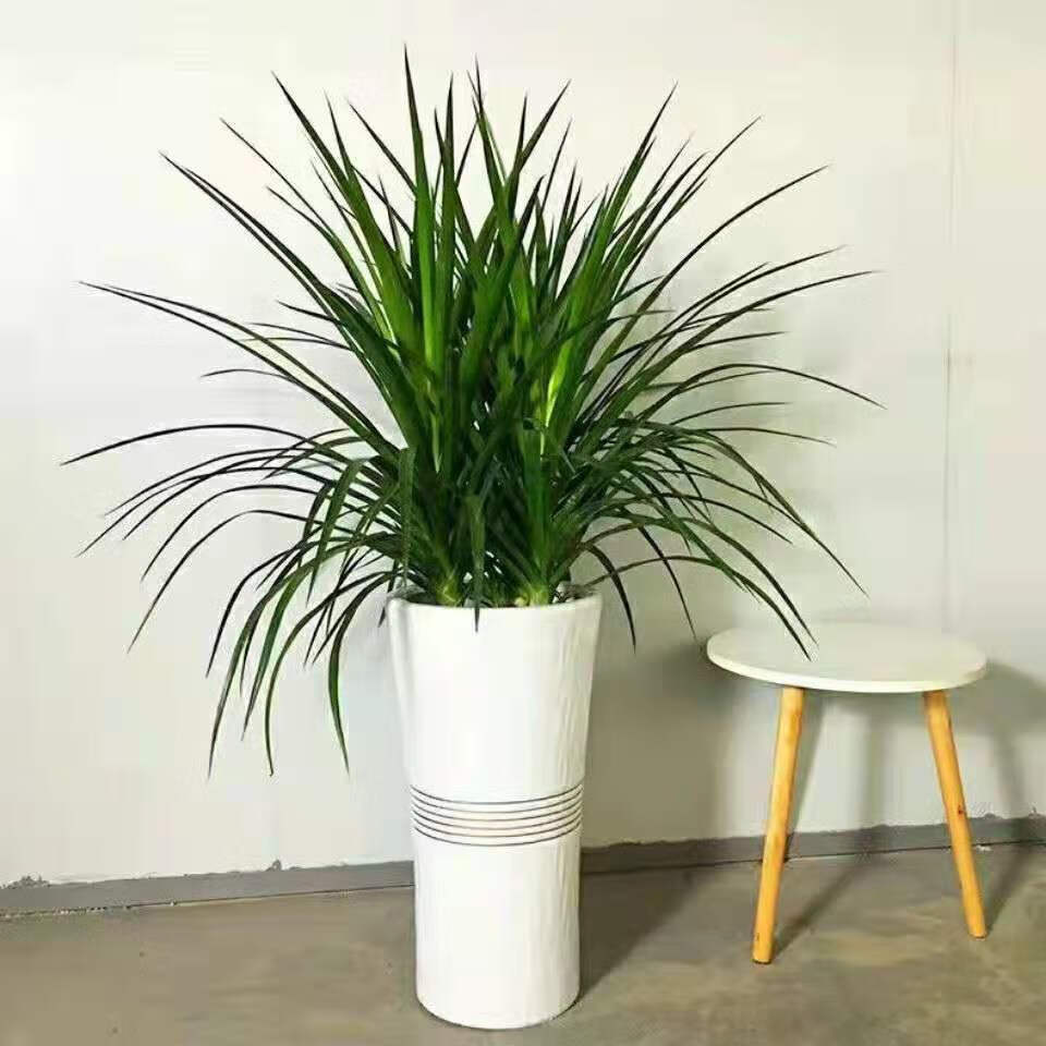 适用空间:客厅品种:龙血树货号:271070172950商品毛重:1.