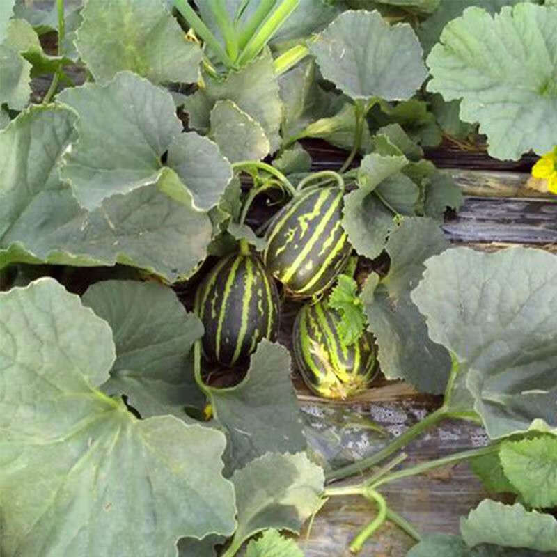 花皮超甜脆瓜家庭蔬菜盆栽掉牙水果香种子 【原装甜掉牙甜瓜种子】
