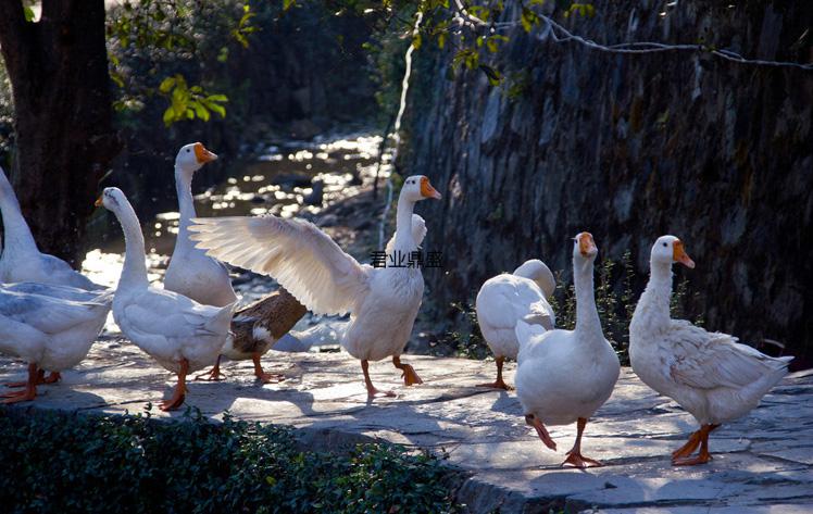福建武夷山特产 正宗熏鹅 /只/圆通 微微辣