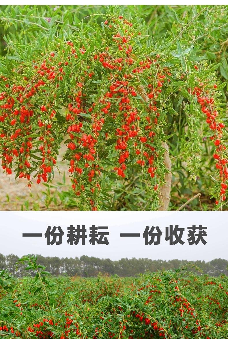 枸杞苗樹盆栽地栽南北方四季種植當年結果枸杞食用寧夏黑紅枸杞苗果樹