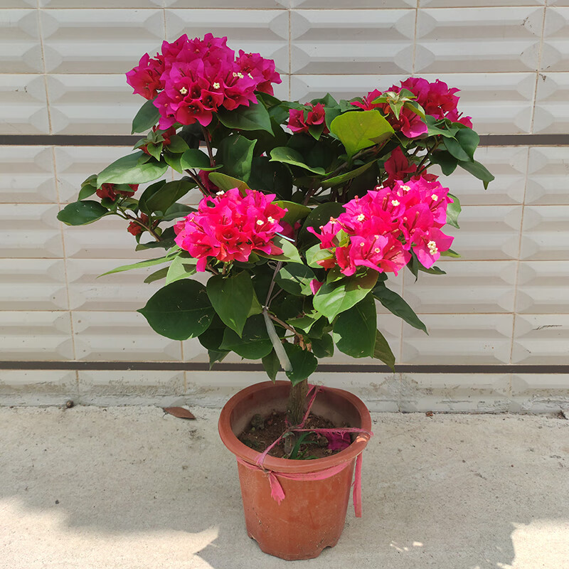 三角梅盆栽大盆老桩花卉重瓣四季开花室内庭院阳台杆插好养植物