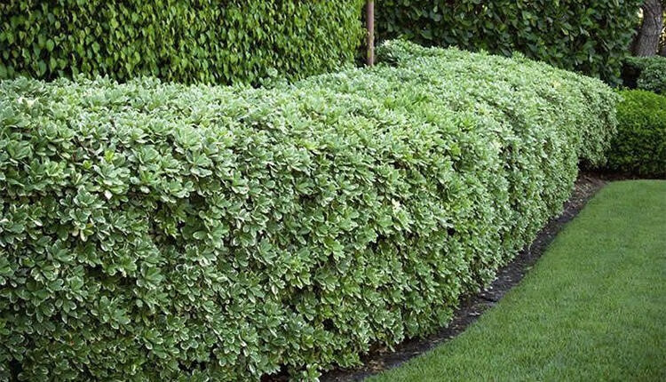 海桐球庭院绿化海桐树苗芳香型绿篱工程苗木耐寒篱笆四季常青小苗