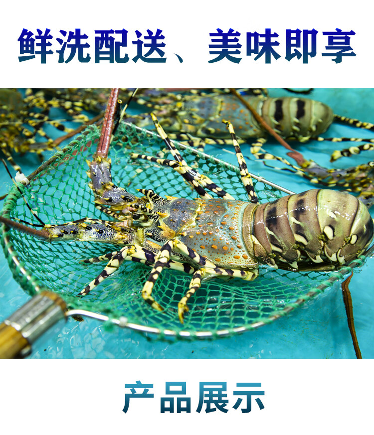活鲜港遇海鲜鲜活水产鲜活澳洲大花龙澳洲花龙龙虾中