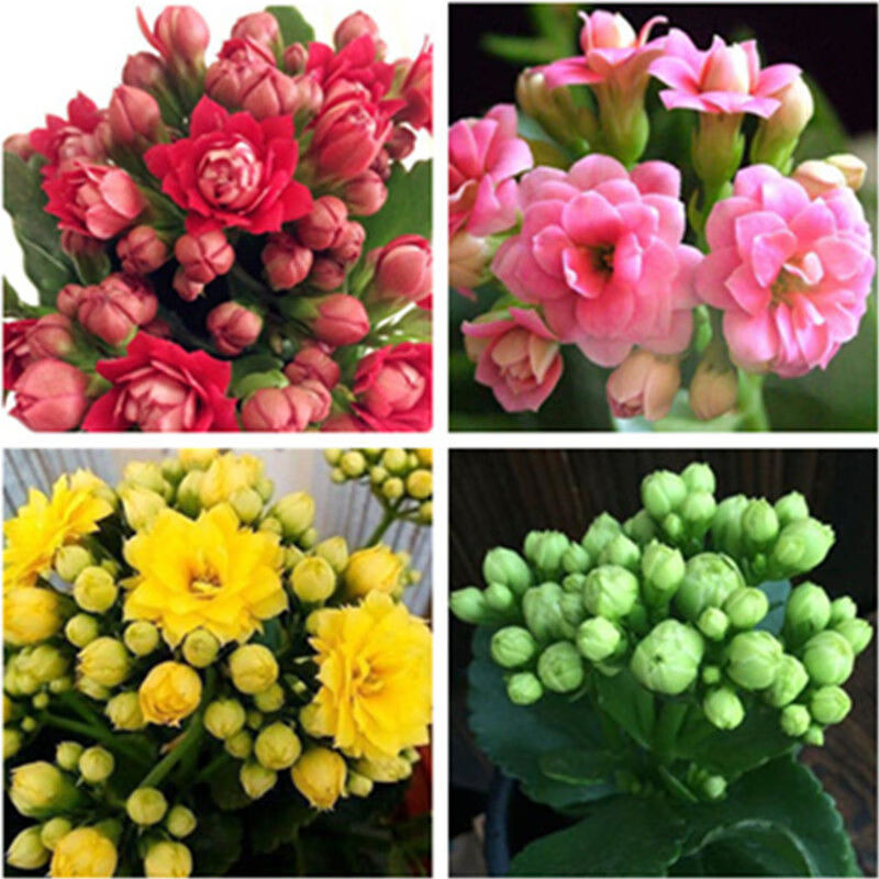 新品[带花苞发货长]多色长寿花盆栽组合 四季开花 室内花卉盆栽好养 