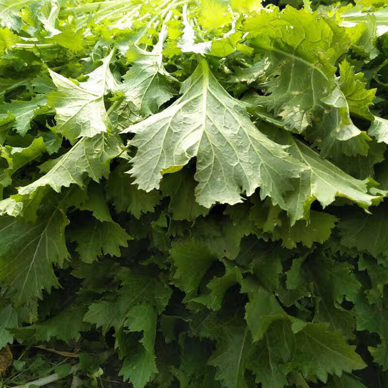 现挖雪菜 新鲜雪里蕻菜九头芥可腌制雪里红咸菜新鲜蔬菜 1斤【试吃装
