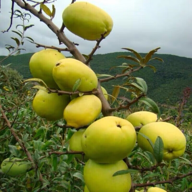 云南酸木瓜5斤云南特产新鲜酸脆水果 农家红花木瓜刺木瓜1斤装 1斤【