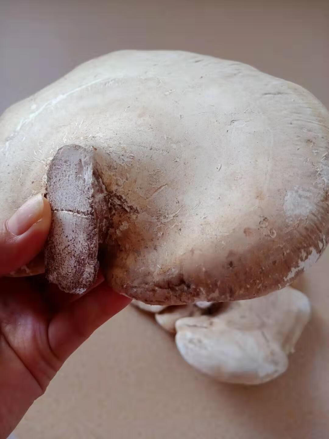 长白山白灵芝白边白玉灵芝白桦树灵芝桦剥孔菌产地切片白灵芝250克