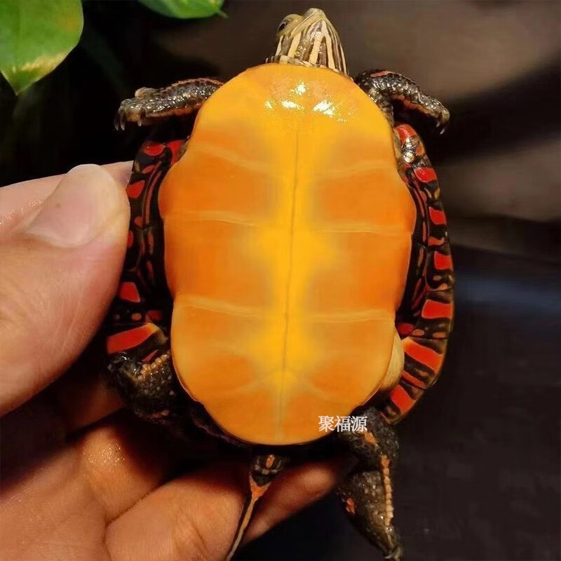 东锦东部锦龟苗深水龟小乌龟西锦南锦龟活玩具体宠物观赏外塘火焰宠物