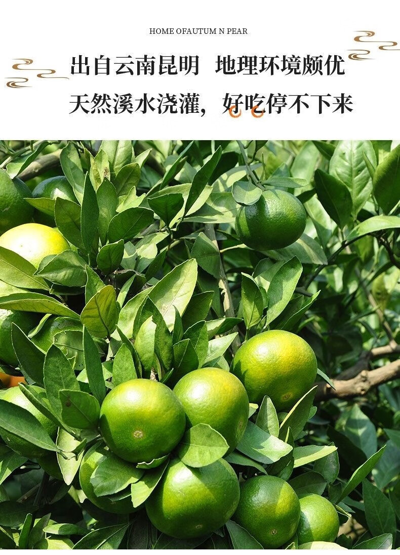 【优选】新鲜云南蜜橘早熟青皮无籽薄皮橘子酸甜孕妇水果批发 绿色