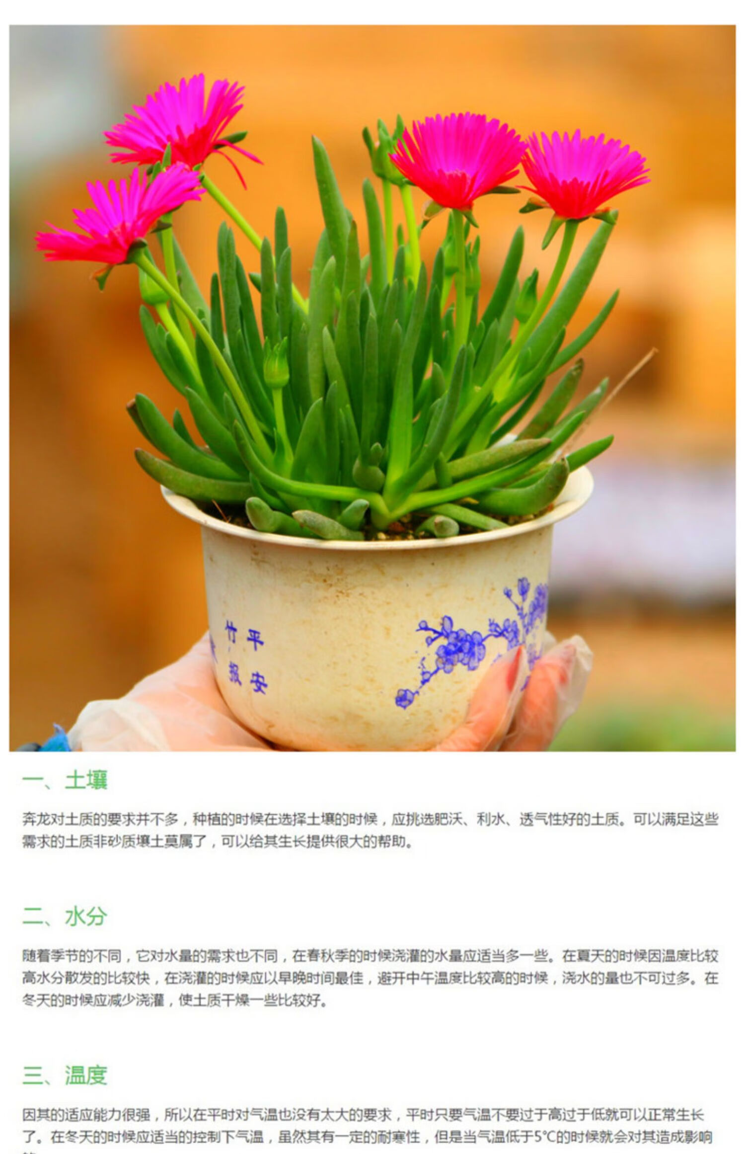 鹿凌青奔龙多肉植物肉肉盆栽花卉开花多肉老桩桌面组合美观大盆奔龙一