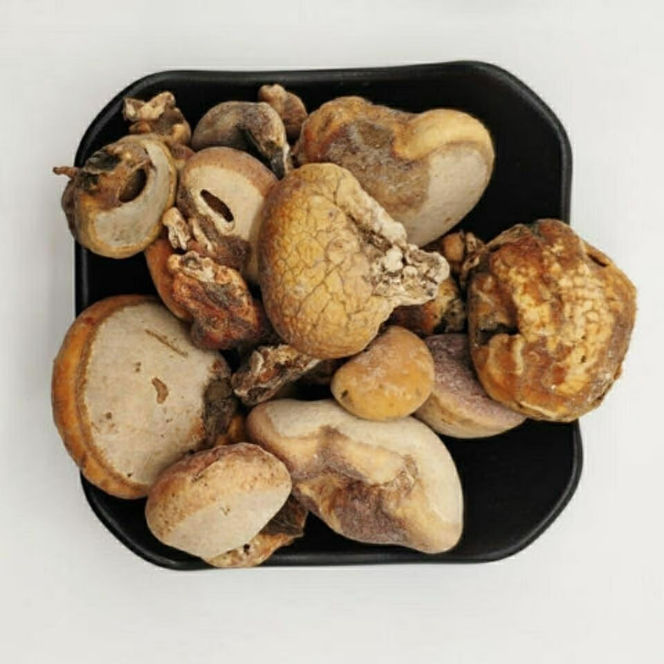 药材须元果树荷包松橄榄觅阳果须阳果同仁 同堂原料 50克【图片 价格