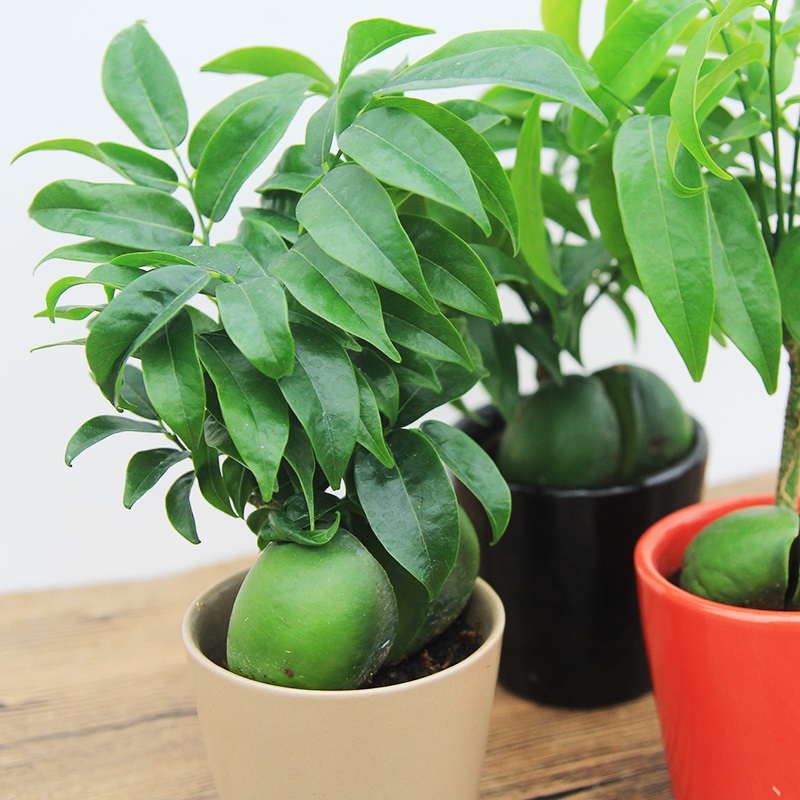 开心果植物绿元宝进宝元宝树小盆栽盆景办公室桌面绿植花卉带盆陶瓷盆