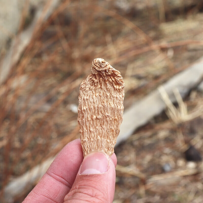 香格里拉天麻200克林芝天麻原始森林非昭通云南特产