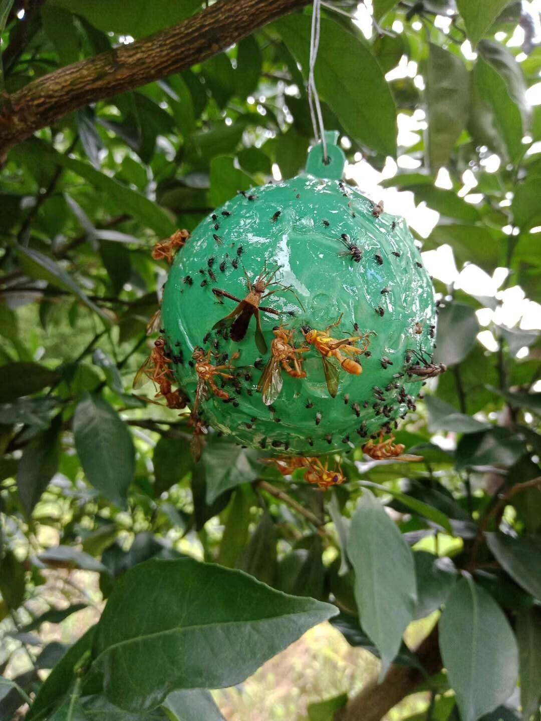 柑橘大实蝇诱蝇球粘虫球板灭果蝇神器水果店果园实蝇贴针蜂器无引诱剂