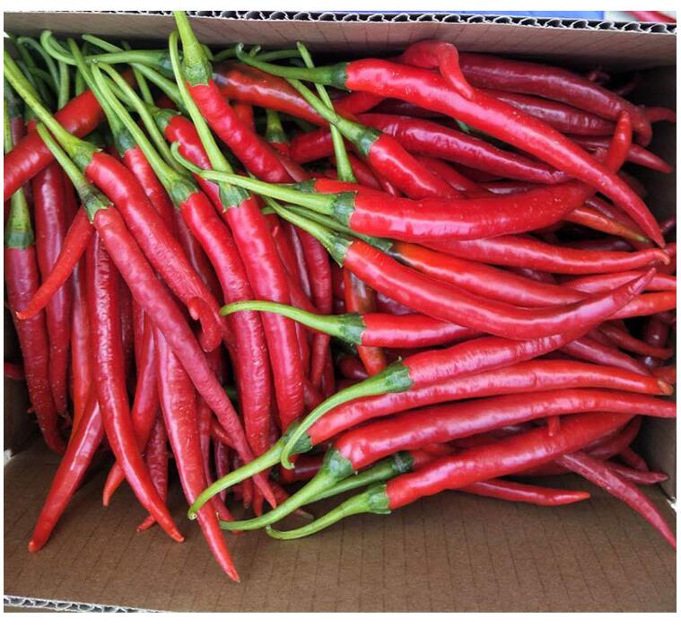 现货新鲜线椒辣椒二荆条农家青红尖椒做剁椒5斤青红