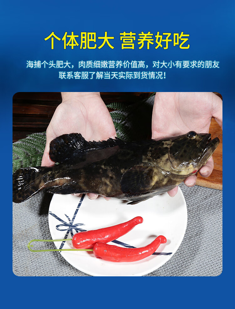 棠鲜生 新鲜海鲜龙胆石斑鱼珍珠龙胆鱼1000g/条【图片 价格 品牌 报价
