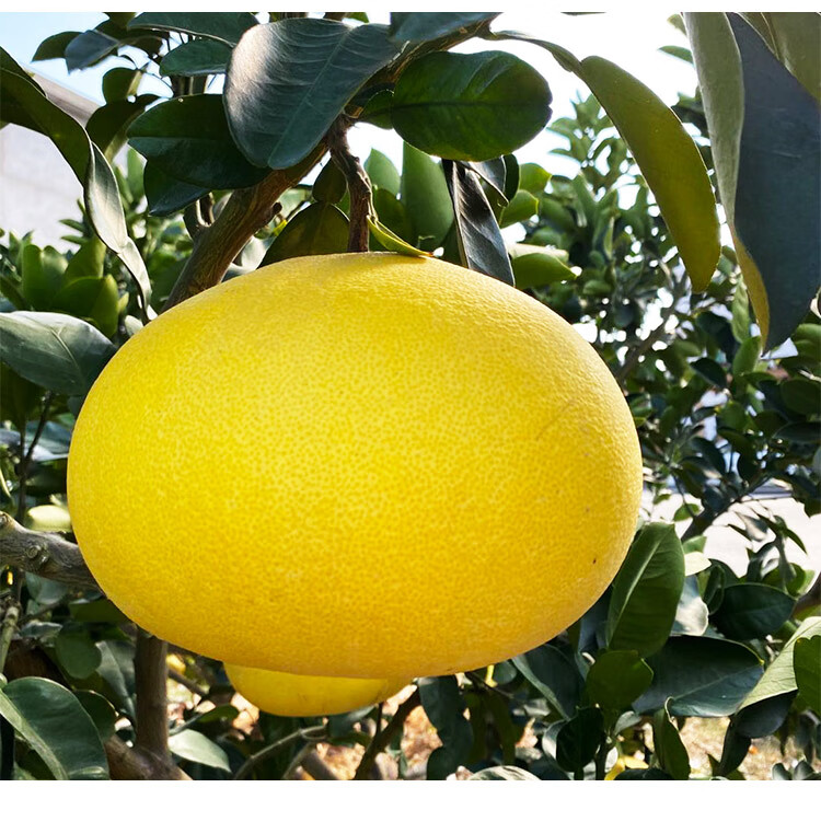 玫栀 玉环大文旦柚 正宗浙江台州柚子新鲜孕妇水果当季整箱特大文旦柚