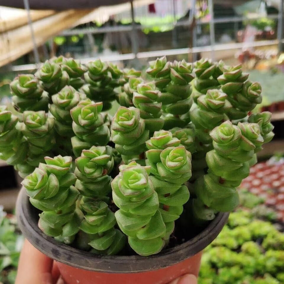 【多肉植物钱串】多头钱串群生 招财新手好养办公室客厅组合盆栽 钱串