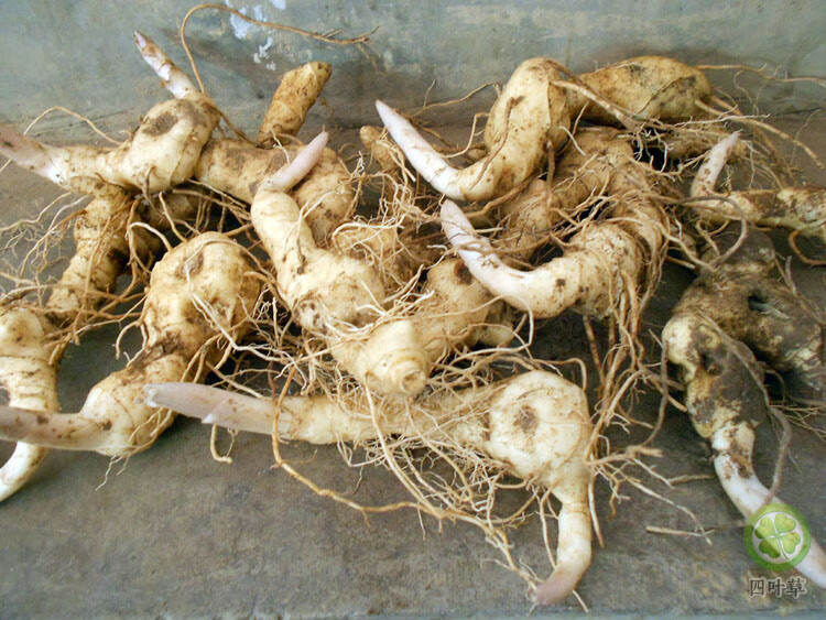 黄精种芽新鲜黄精种籽黄精种苗老虎姜鲜新鲜黄精种子【图片 价格 品牌