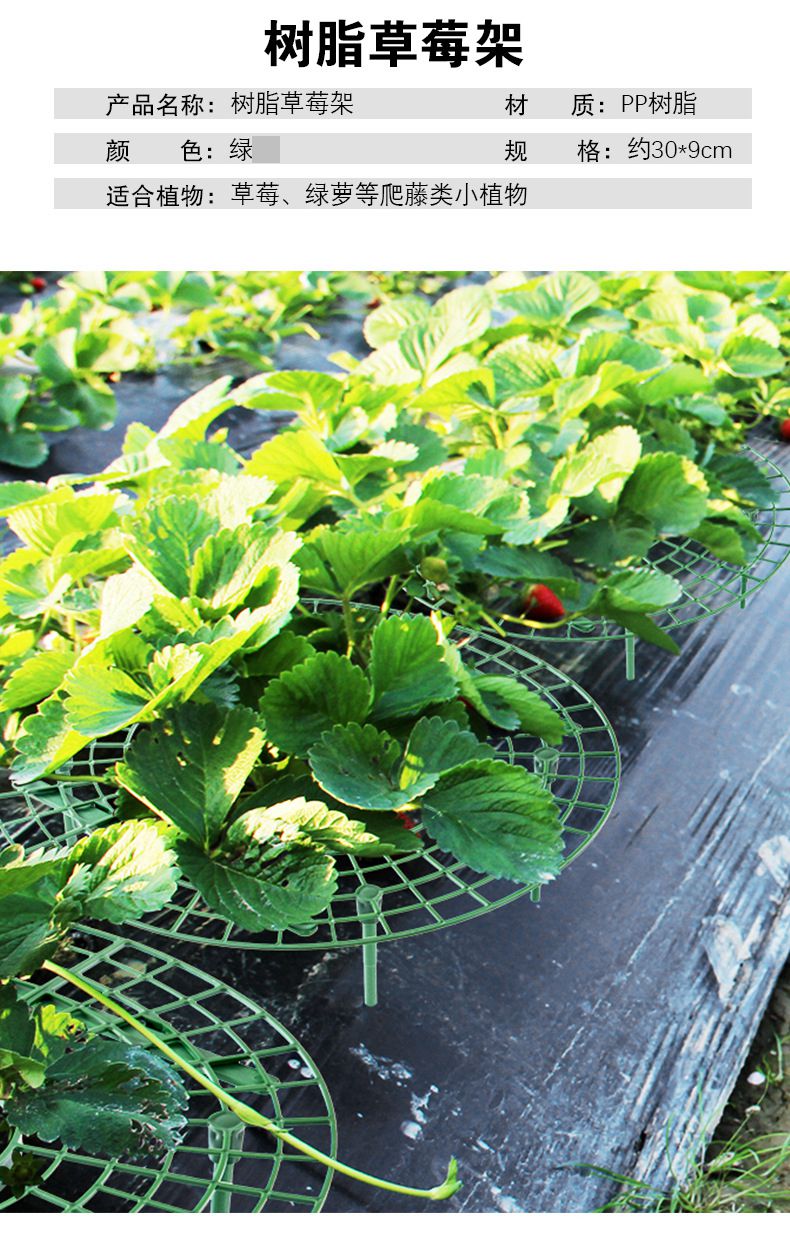 草莓种植架家庭种植草莓架子果实托盘支撑绿植园艺用品植物阳台创意