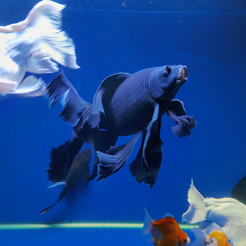 蝴蝶鲤活体活物黑慧星蝴蝶鲤黑金锦鲤镇宅风水鱼黑色纯种长短尾冷水易