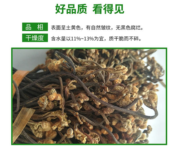 龙爪菜的功效图片