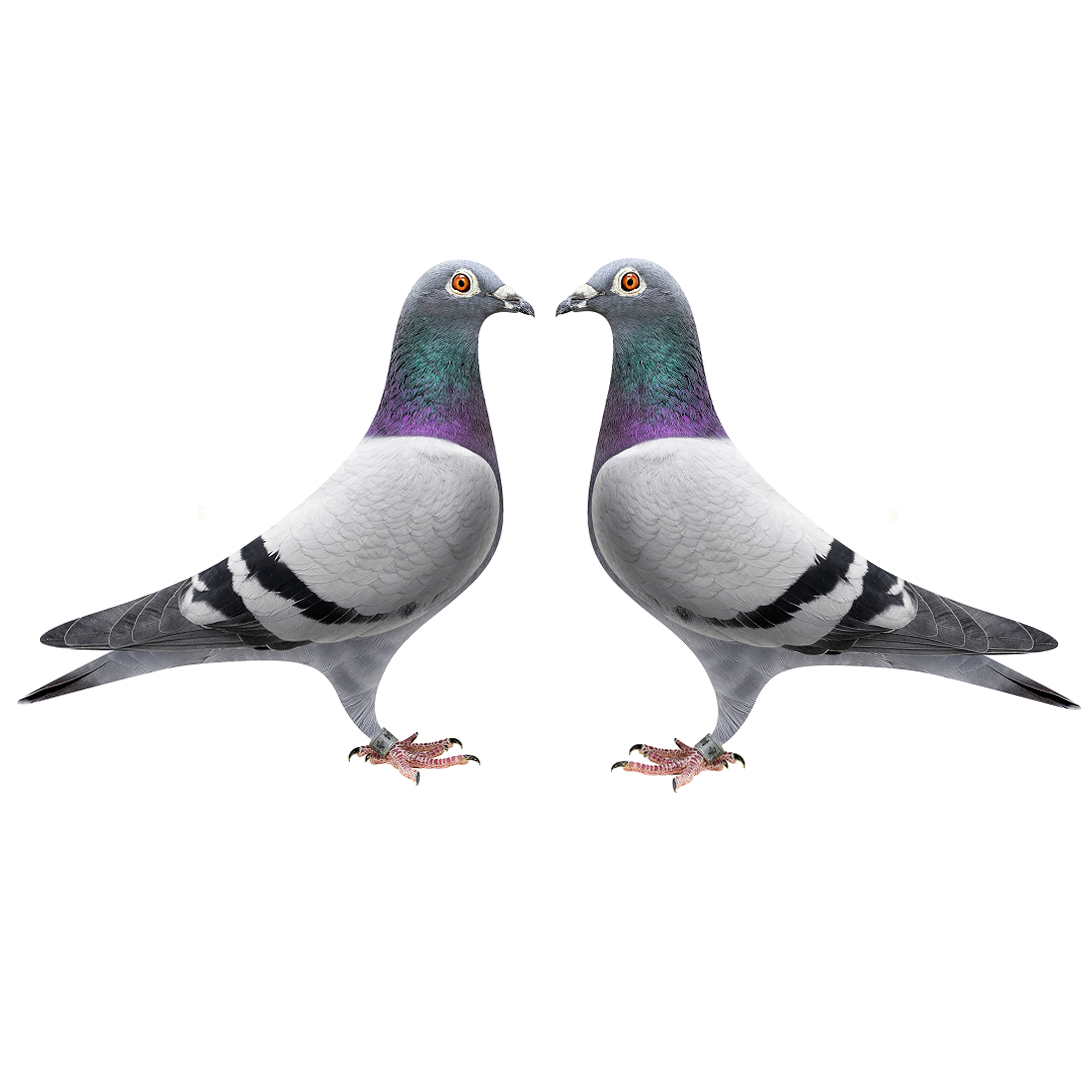 信鸽活体一对鸽子幼鸽原配种鸽成绩鸽血统青年鸽肉鸽观赏鸽活姒桀火