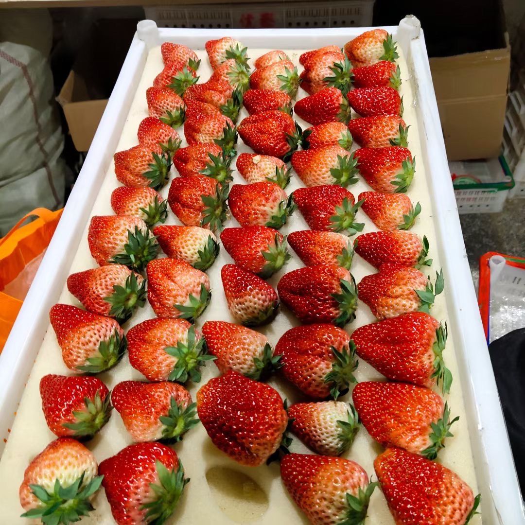 丹东九九草莓三斤现摘现发孕妇红颜草莓牛奶草莓 两斤中果家庭装