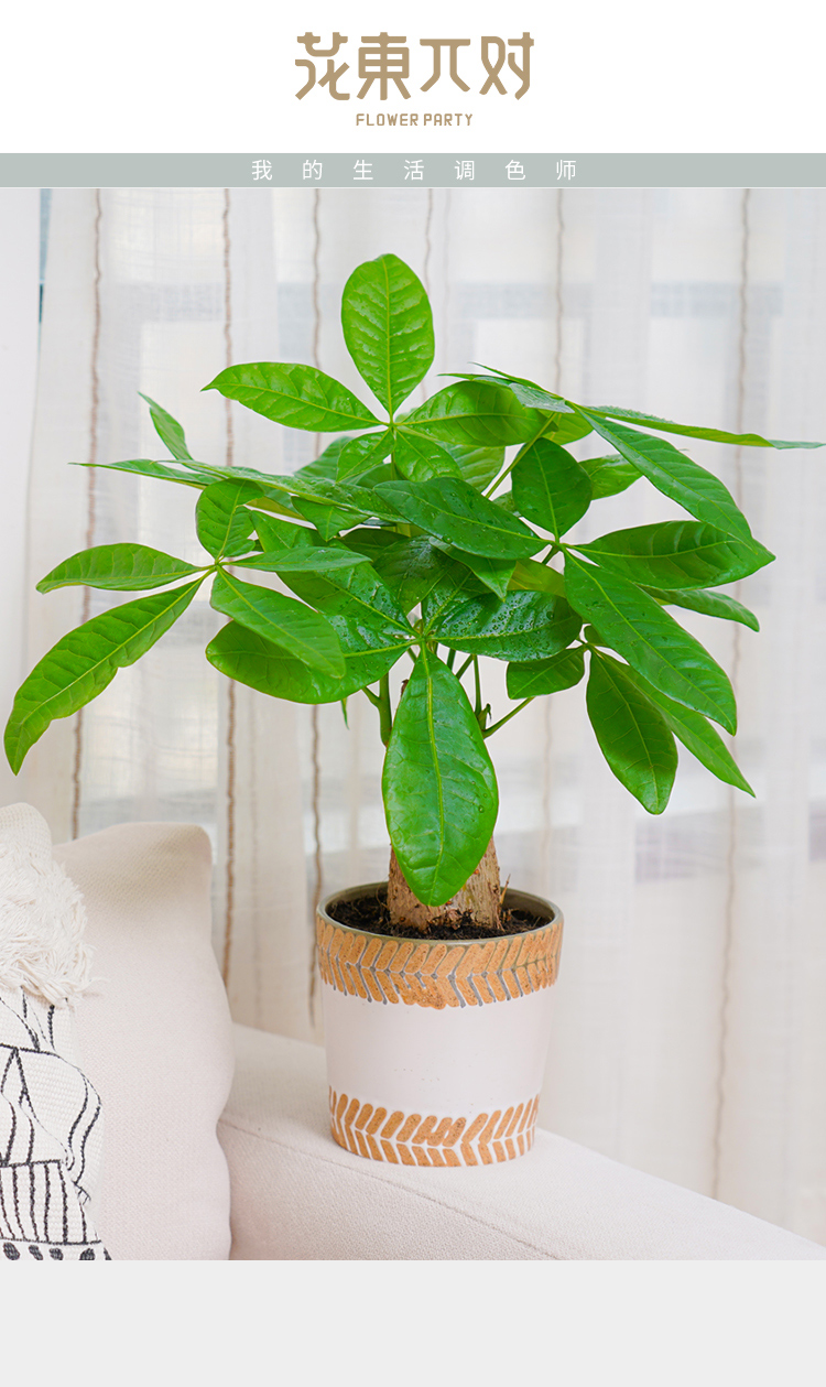 【花东π对】发财树盆栽辫子独杆发财树苗植物室内客厅绿植小盆景四季