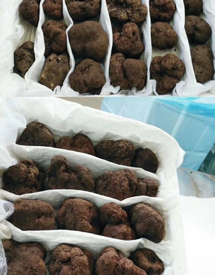 骄瑰现货新鲜松露野生黑松露菌新鲜云南黑松露猪拱菌块菌黑松露500g