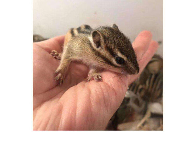 金花松鼠活体幼崽儿童松鼠宠物活物魔王松鼠送粮食朴彩(pucai) 金花