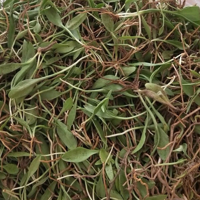 伟博100克起新鲜一支箭瓶尔小草青藤新鲜一支箭蛇舌草四两新鲜