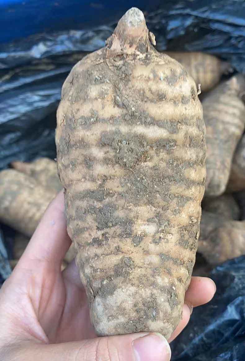 新鲜红天麻贵州深山现挖大方活天麻500g仿野生 红天麻500g【图片 价格