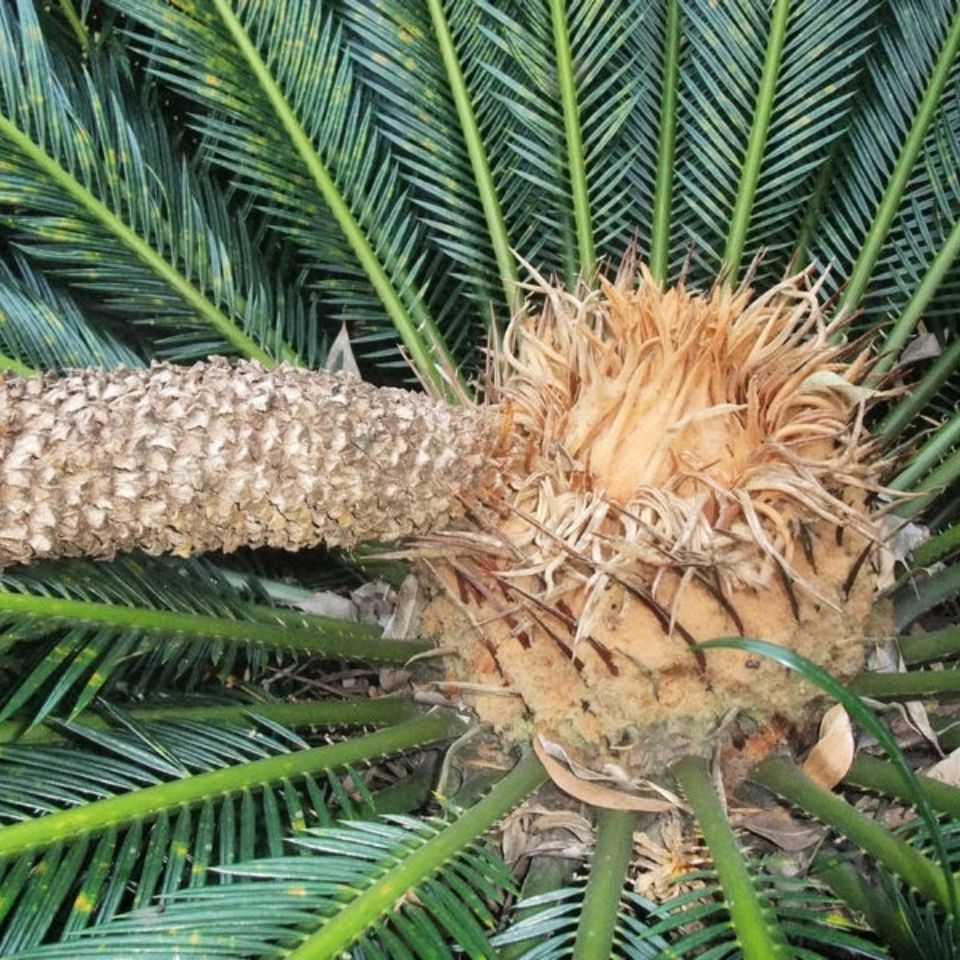 伟博铁树花干花野生新货中药材雄花铁树花铁树根铁树干货全国1000克