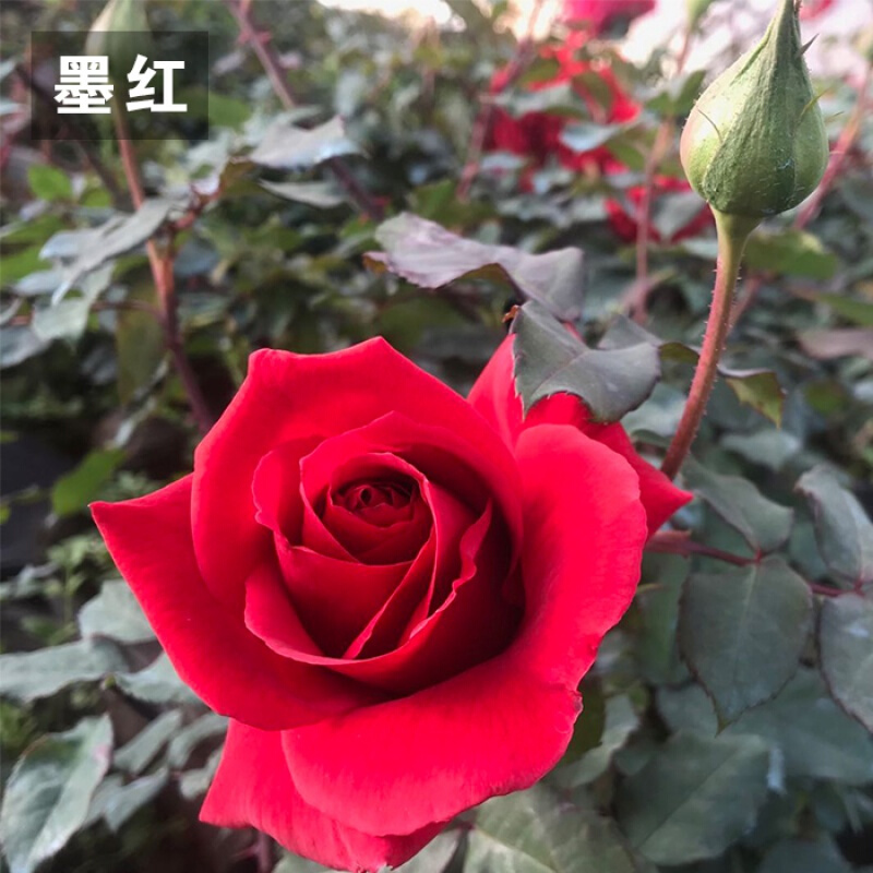 墨红云南食用玫瑰花苗庭院四季开花不易断易活好养盆栽浓香型红玫瑰
