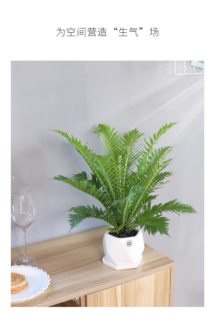 盆栽吸甲醛防辐射水培苔藓球 富贵蕨(a120) 灰度纯奢盆带底托-3815 含