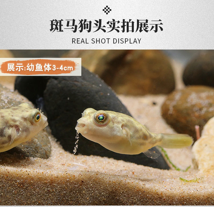 榮鬱河豚魚活體斑馬狗頭魚v字毛毛狗頭魚生氣魚潛水艇熱帶淡水觀賞魚