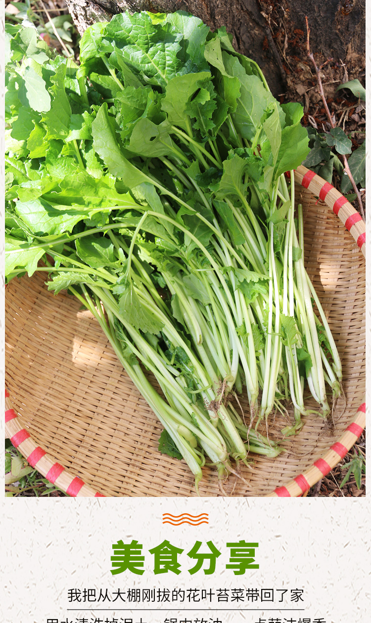 密农人家新鲜花叶苔菜密云农家种植蔬菜300g新鲜花叶苔菜300g
