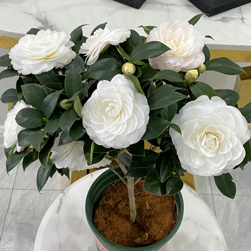 开花卉五色赤丹客厅绿植大盆家庭植物绿植 好养绿色植物 白茶东方亮3