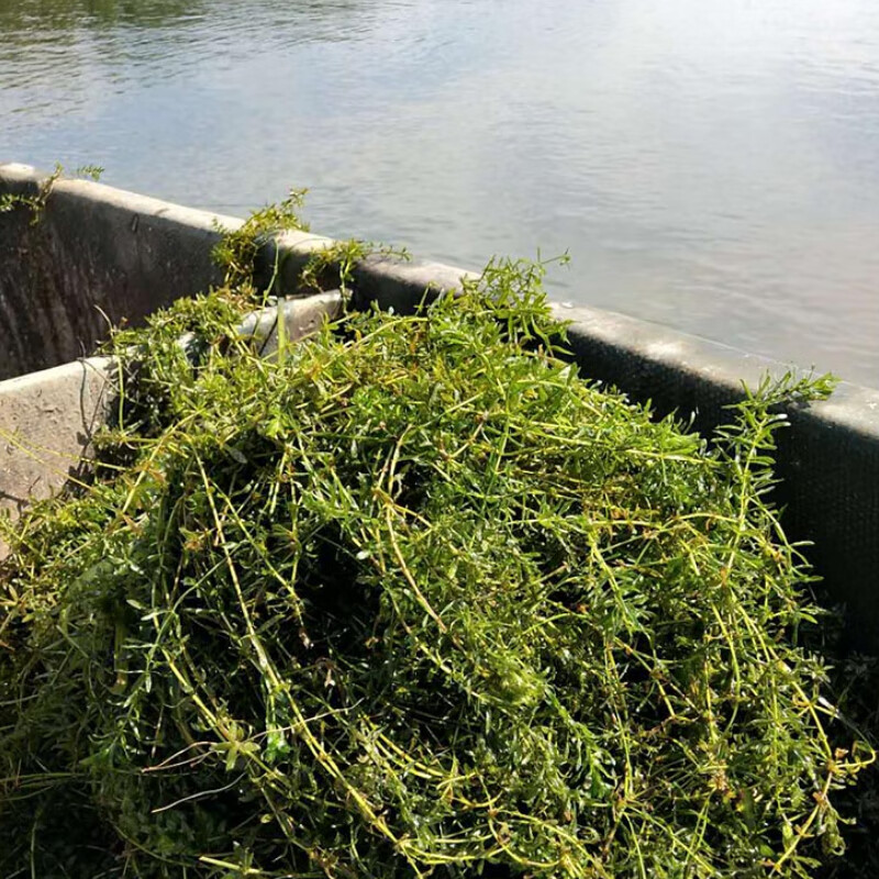 轮叶黑藻伊乐藻水花生喂草鱼淡水养鱼虾池塘养殖增氧冷水水草鱼塘轮叶