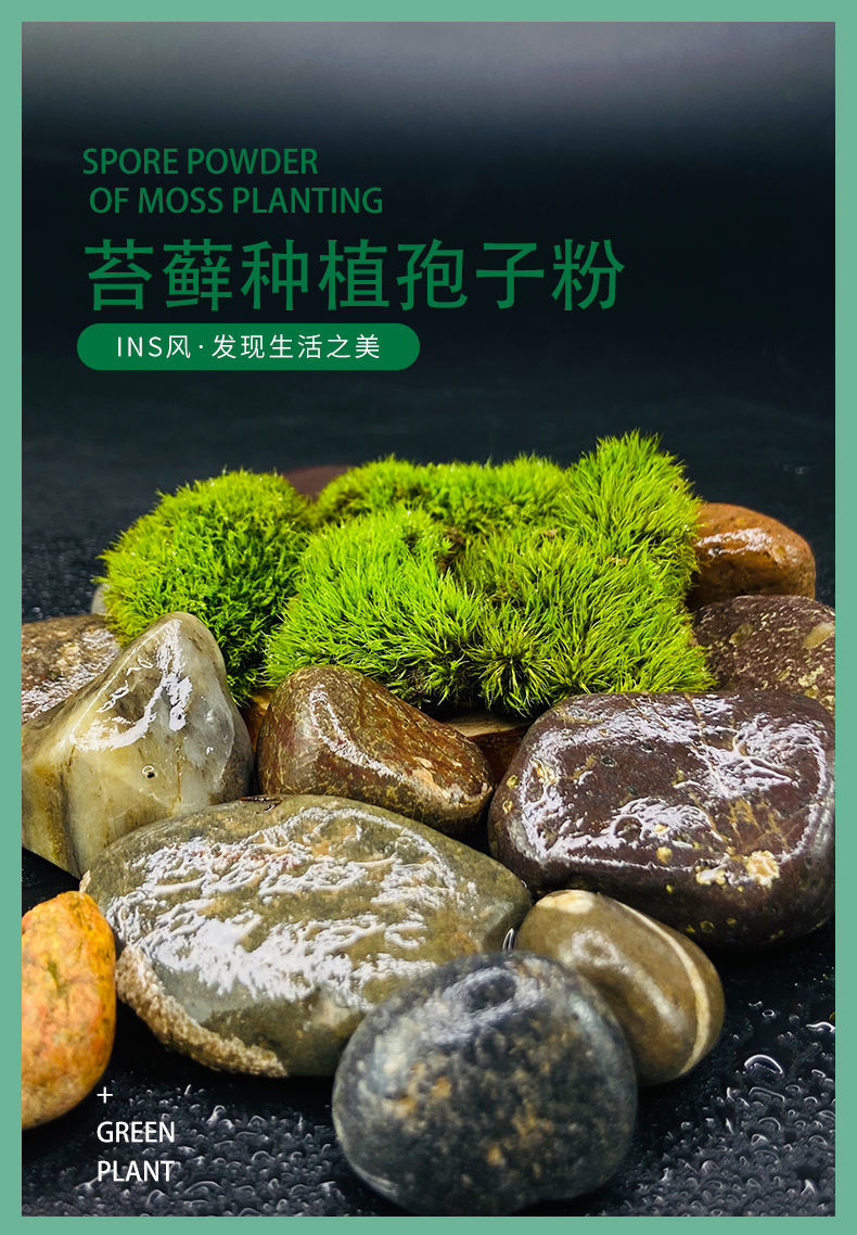 苔藓青苔种子孢子粉假山吸水石盆景盆栽绿化微景观草植物铺面装饰