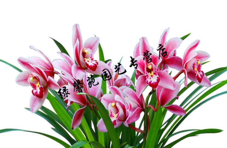 兰花【夜来香】矮种建兰盆栽室内四季花卉观花浓香型兰花苗 夜来香9苗