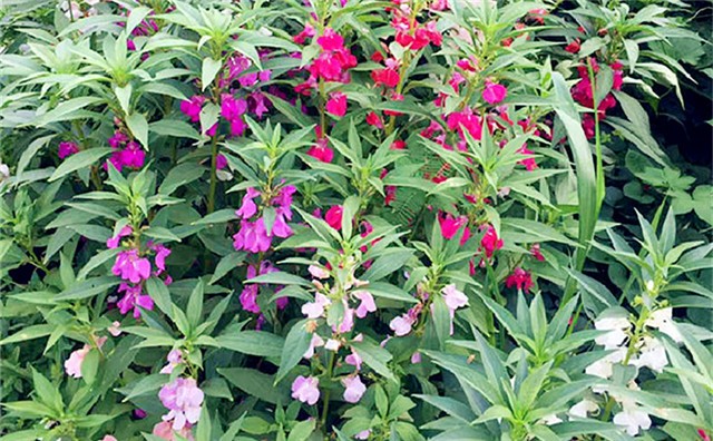 指甲花四季易活花籽花種籽子花卉花草開花盆栽花籽庭院花種子室外綠化