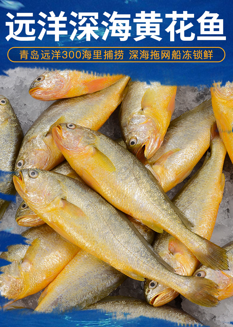 黄花鱼3斤6条海鲜新鲜冰鲜冷冻海捕鱼深海水产鲜活海鱼生鲜小黄鱼